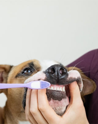 Kókuszos-banános kutya fogkrém semlegesíti a szagot és eltávolítja a fogkövet Auna For Fauna 30 ml - 2